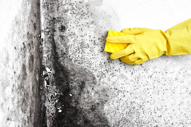 Best Mold Removal for HVAC Installations  in Garrison, MD